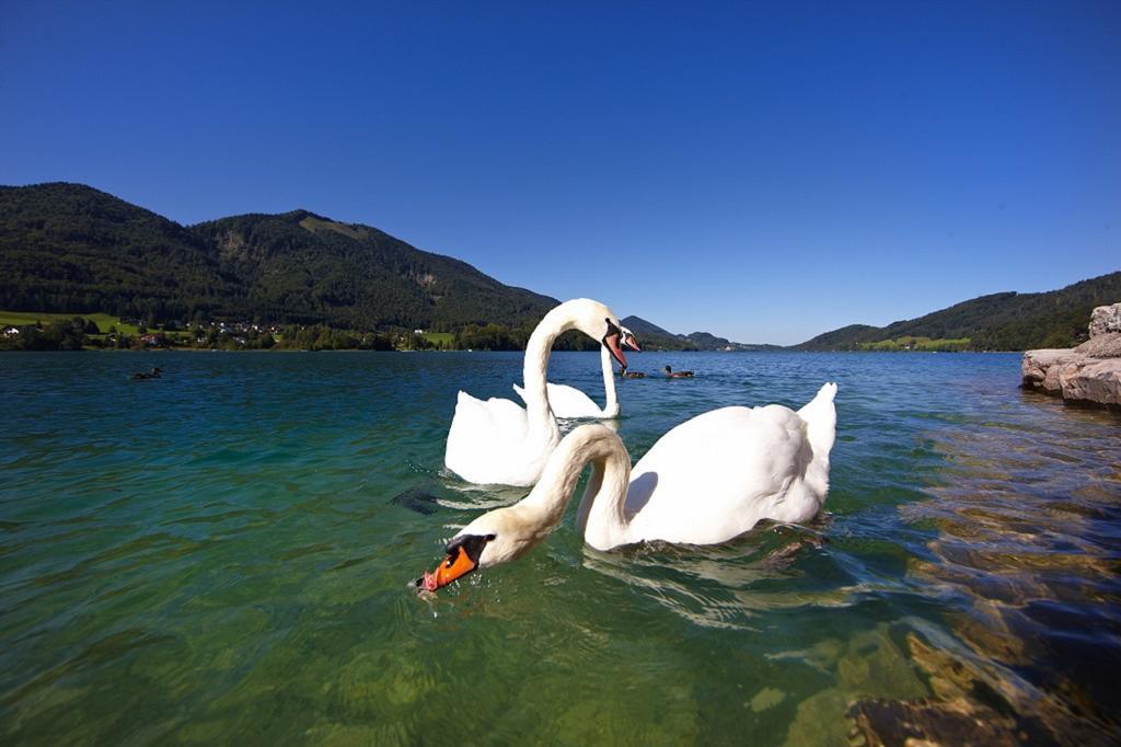 Seerose Fuschl am See